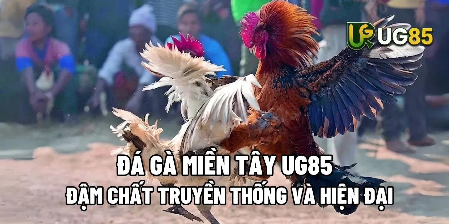 ĐÁ GÀ MIỀN TÂY UG345 - ĐẬM CHẤT TRUYỀN THỐNG VÀ HIỆN ĐẠI